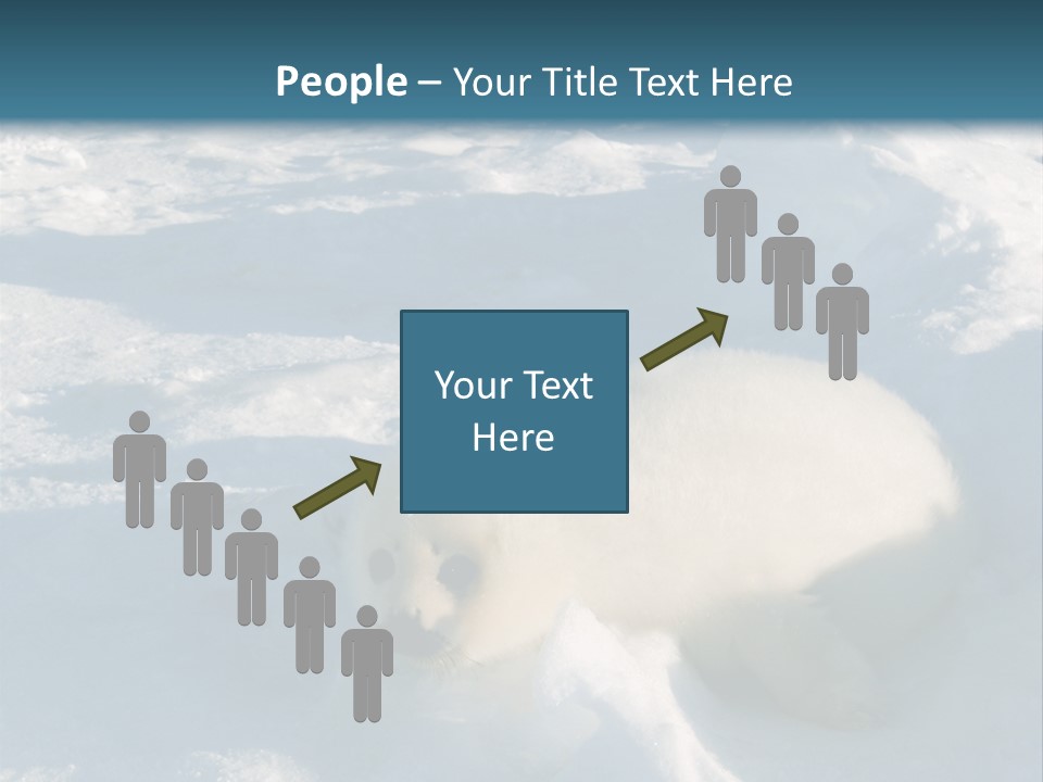 Baby Harp Seal Pup Enjoys Sun On Ice Floe In North Atlantic PowerPoint Template