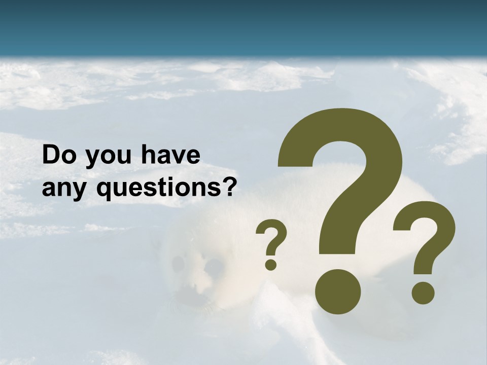 Baby Harp Seal Pup Enjoys Sun On Ice Floe In North Atlantic PowerPoint Template