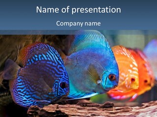 Colorful Fish From The Spieces Symphysodon Discus PowerPoint Template