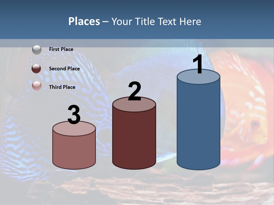 Colorful Fish From The Spieces Symphysodon Discus PowerPoint Template