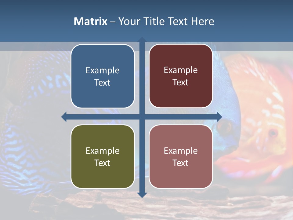 Colorful Fish From The Spieces Symphysodon Discus PowerPoint Template