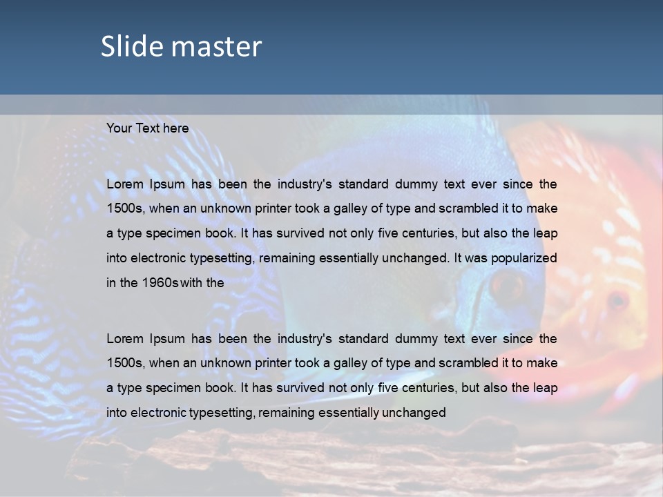 Colorful Fish From The Spieces Symphysodon Discus PowerPoint Template