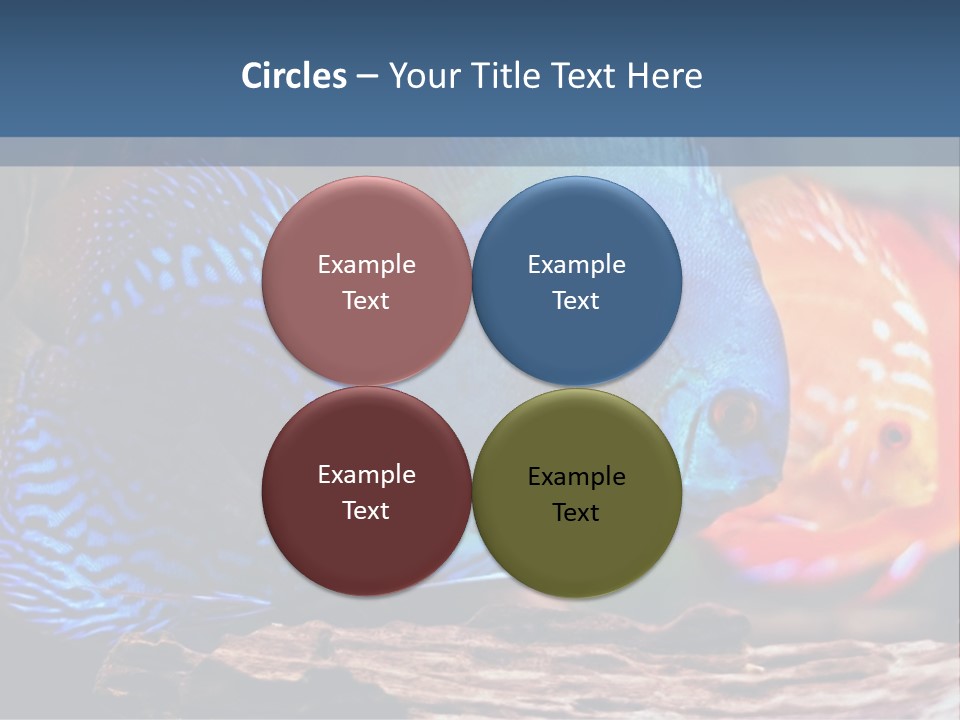 Colorful Fish From The Spieces Symphysodon Discus PowerPoint Template