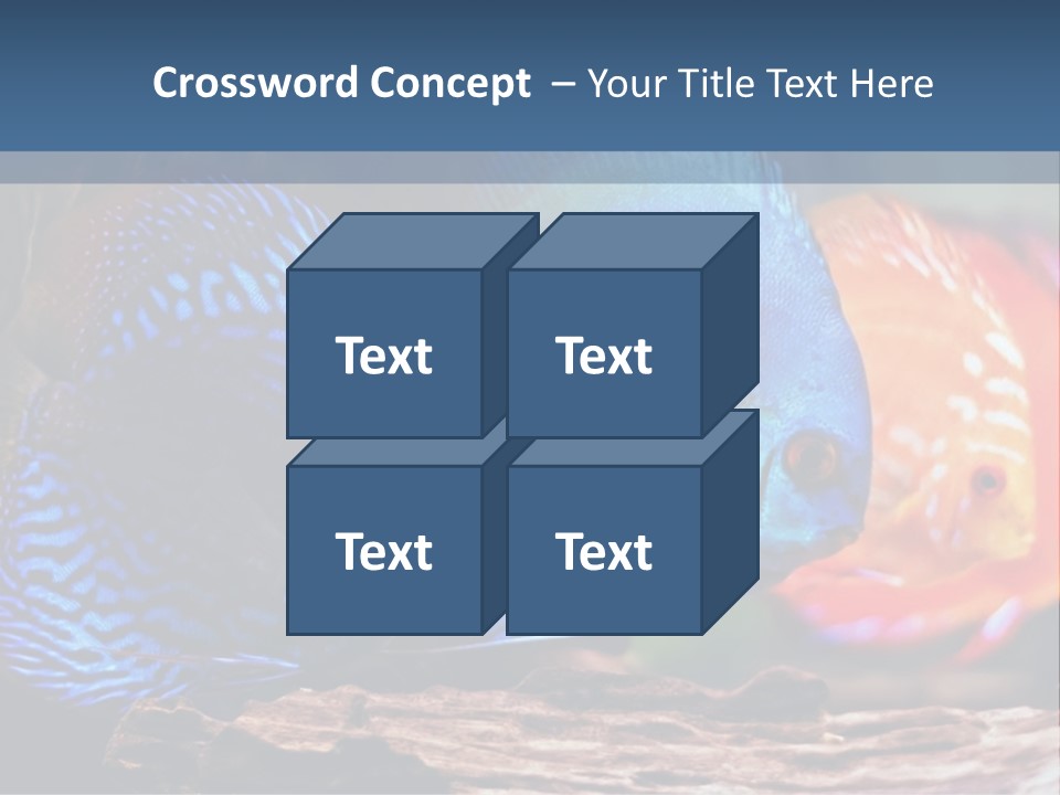Colorful Fish From The Spieces Symphysodon Discus PowerPoint Template