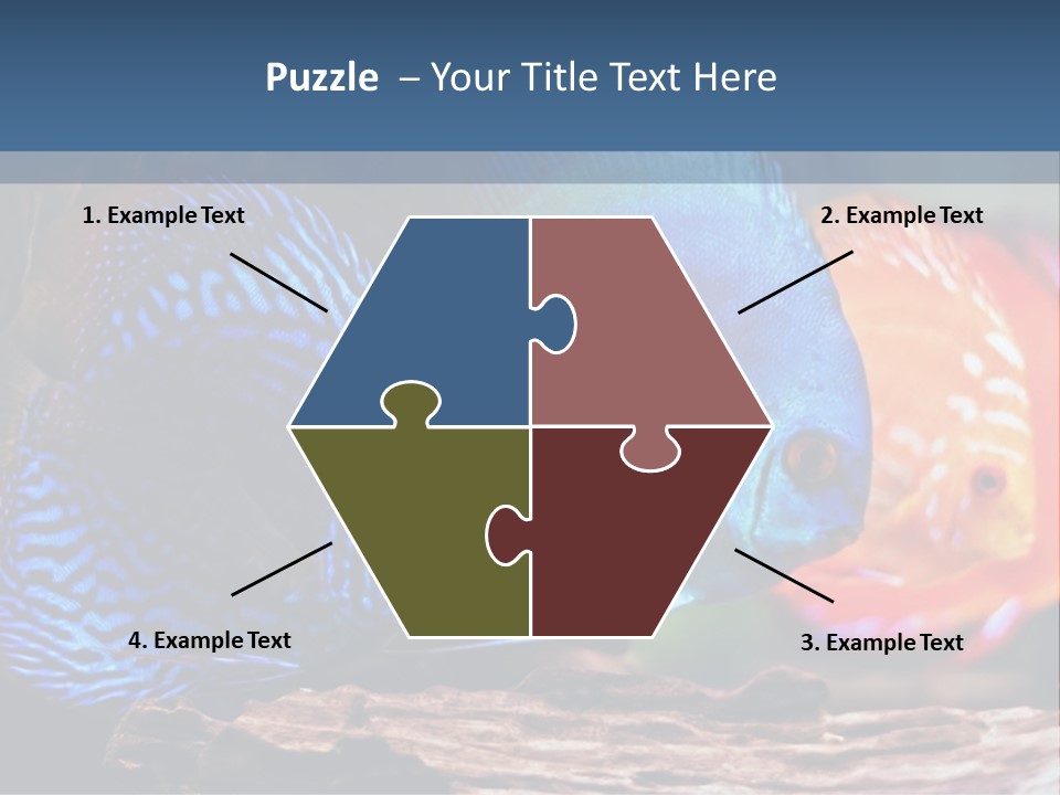 Colorful Fish From The Spieces Symphysodon Discus PowerPoint Template