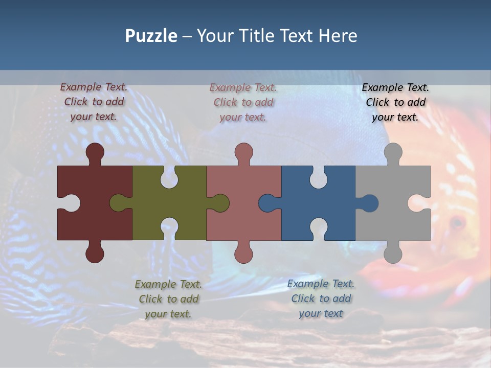 Colorful Fish From The Spieces Symphysodon Discus PowerPoint Template