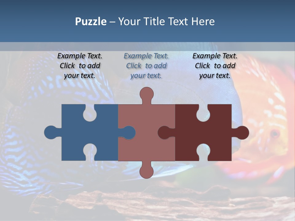 Colorful Fish From The Spieces Symphysodon Discus PowerPoint Template