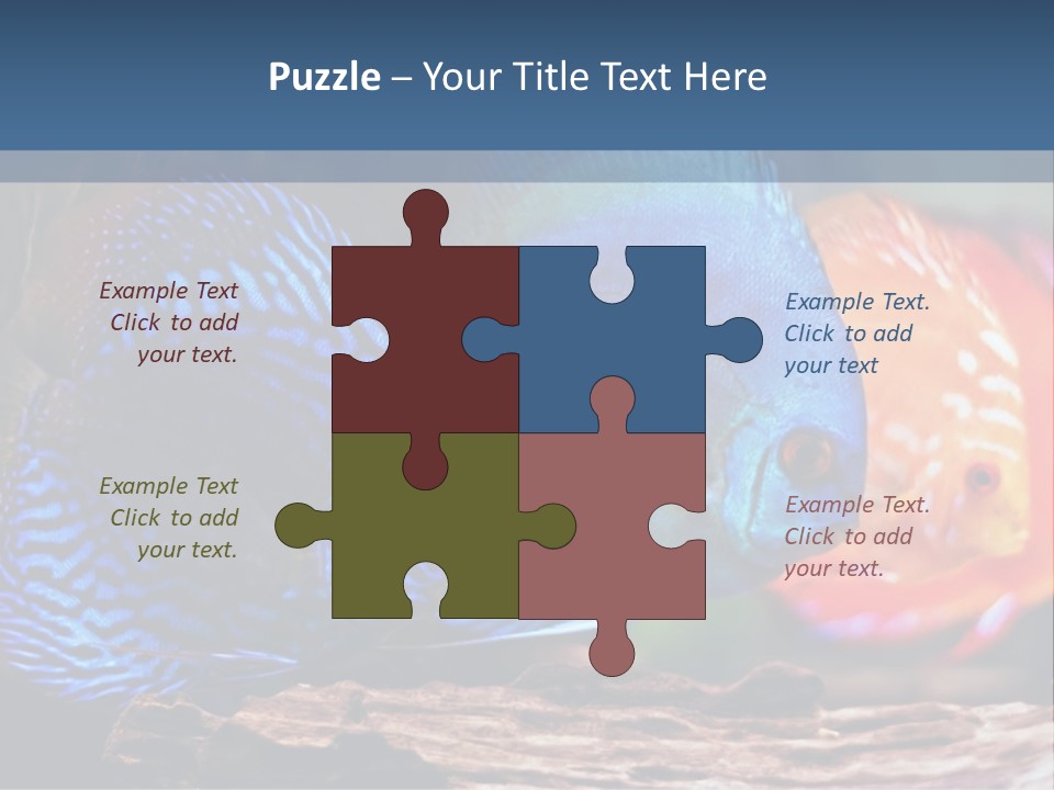 Colorful Fish From The Spieces Symphysodon Discus PowerPoint Template