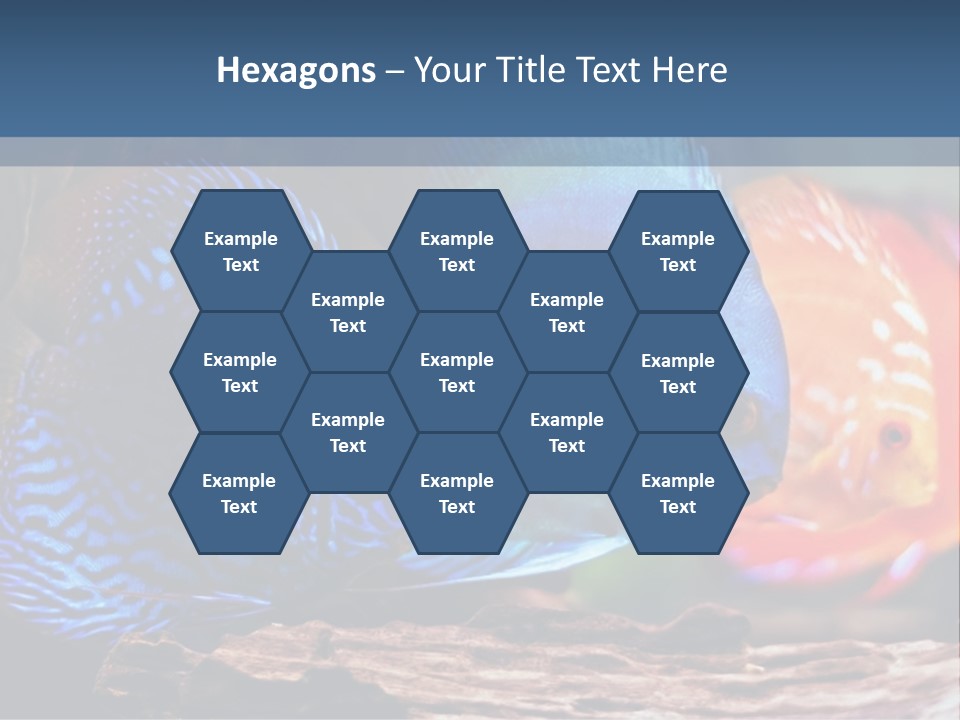 Colorful Fish From The Spieces Symphysodon Discus PowerPoint Template