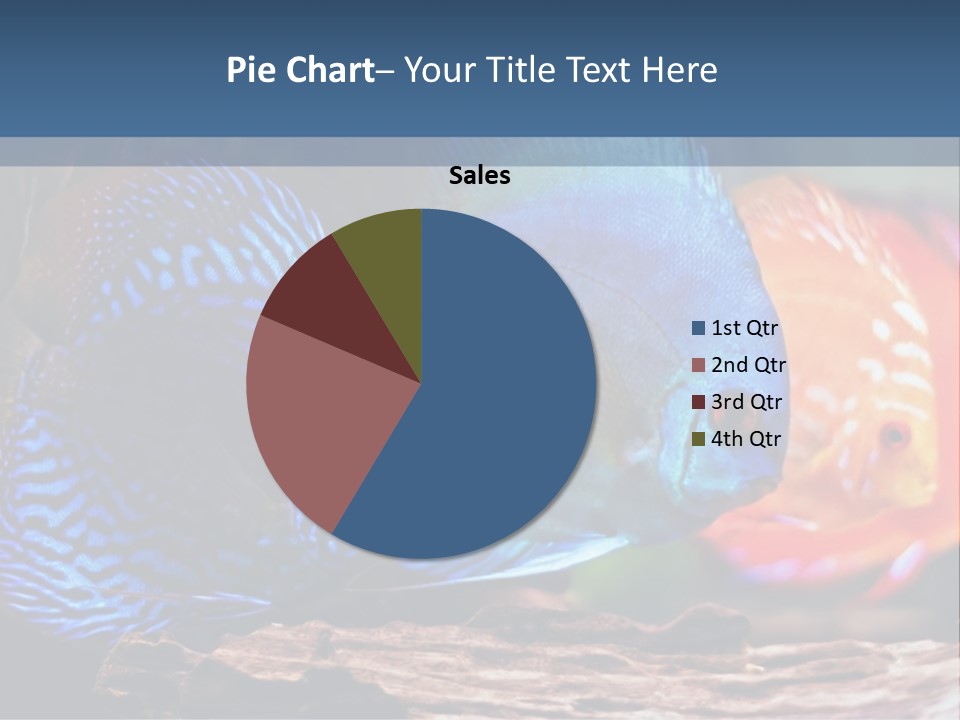 Colorful Fish From The Spieces Symphysodon Discus PowerPoint Template