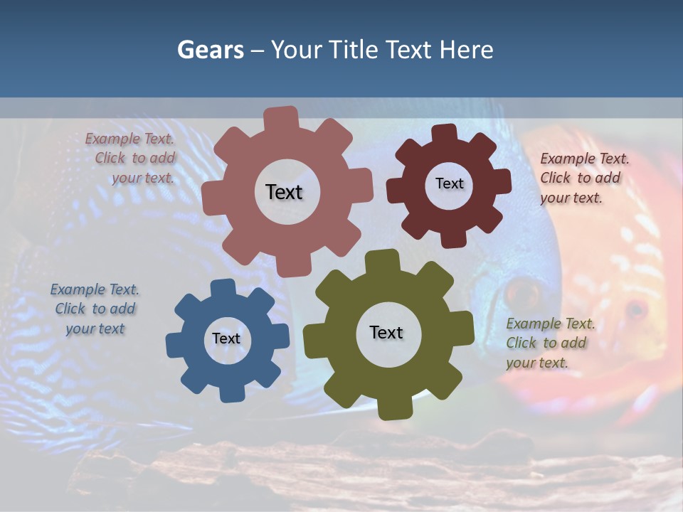 Colorful Fish From The Spieces Symphysodon Discus PowerPoint Template