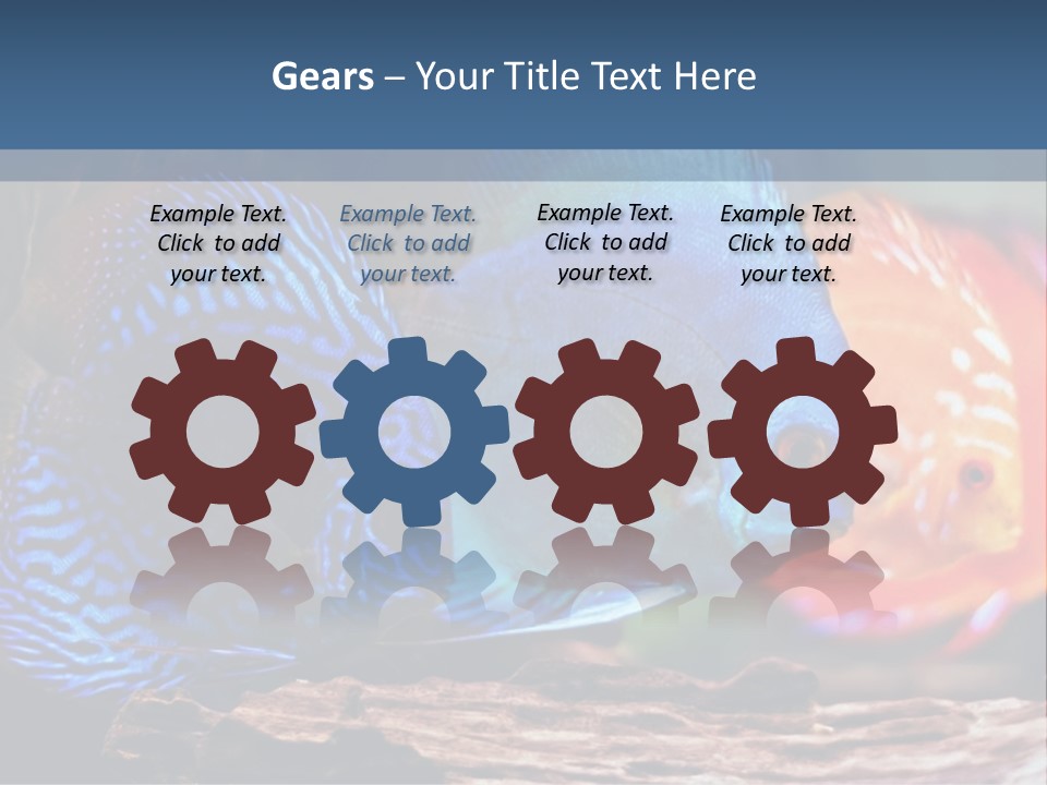 Colorful Fish From The Spieces Symphysodon Discus PowerPoint Template