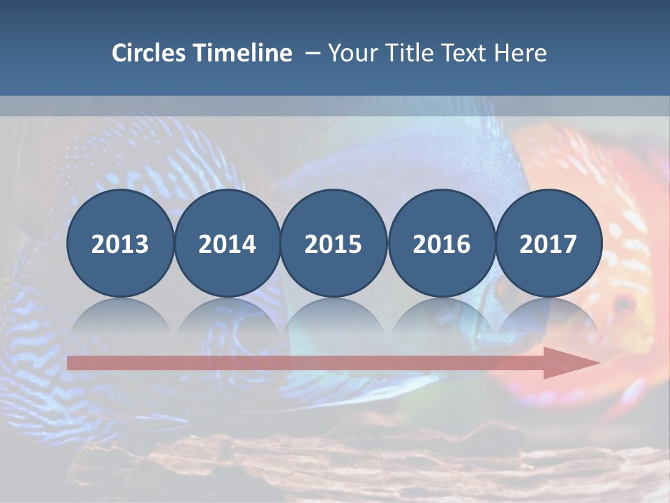 Colorful Fish From The Spieces Symphysodon Discus PowerPoint Template