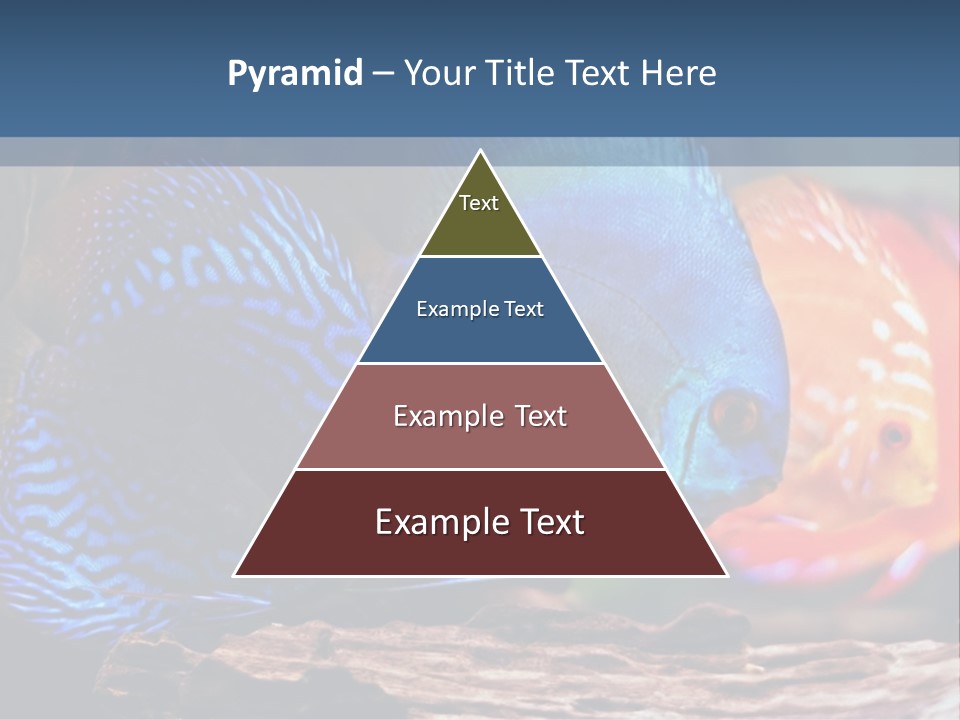 Colorful Fish From The Spieces Symphysodon Discus PowerPoint Template