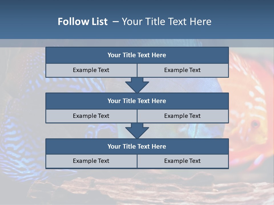 Colorful Fish From The Spieces Symphysodon Discus PowerPoint Template
