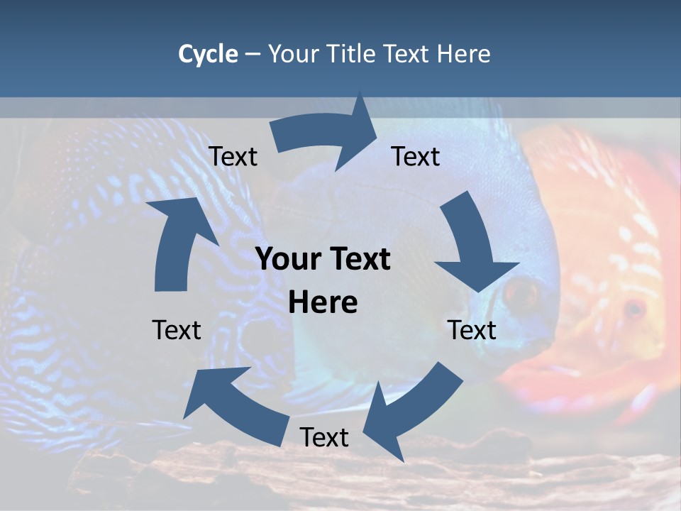 Colorful Fish From The Spieces Symphysodon Discus PowerPoint Template