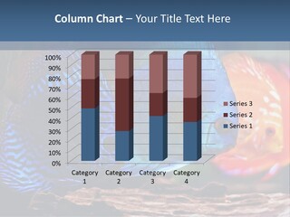 Colorful Fish From The Spieces Symphysodon Discus PowerPoint Template