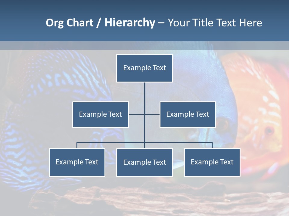 Colorful Fish From The Spieces Symphysodon Discus PowerPoint Template