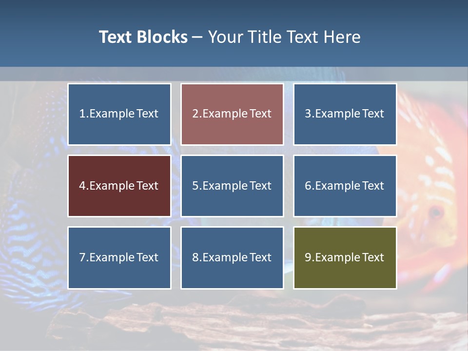 Colorful Fish From The Spieces Symphysodon Discus PowerPoint Template