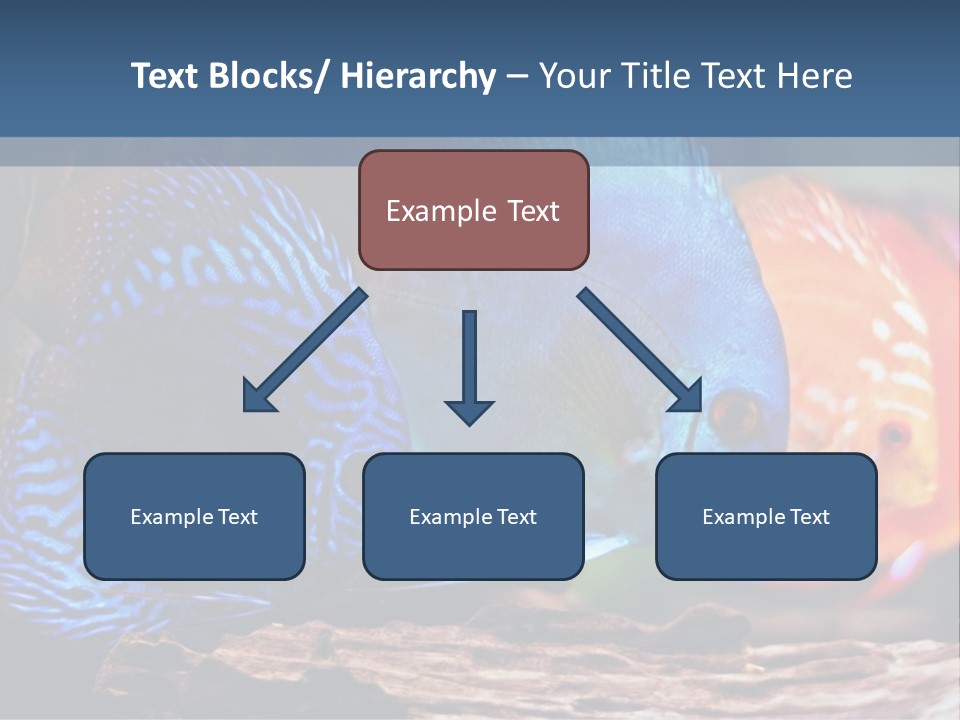 Colorful Fish From The Spieces Symphysodon Discus PowerPoint Template
