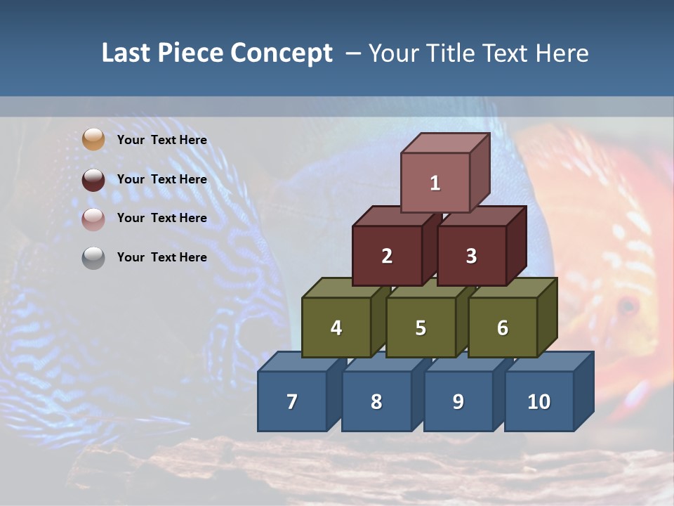 Colorful Fish From The Spieces Symphysodon Discus PowerPoint Template