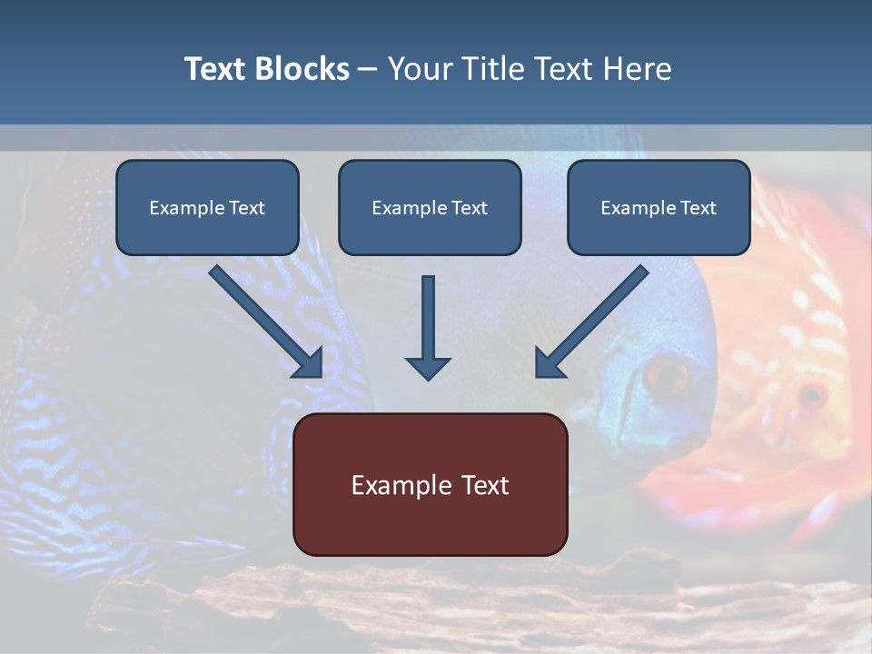 Colorful Fish From The Spieces Symphysodon Discus PowerPoint Template