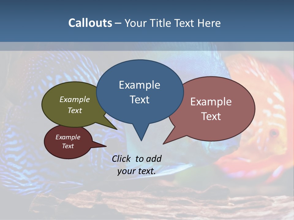 Colorful Fish From The Spieces Symphysodon Discus PowerPoint Template
