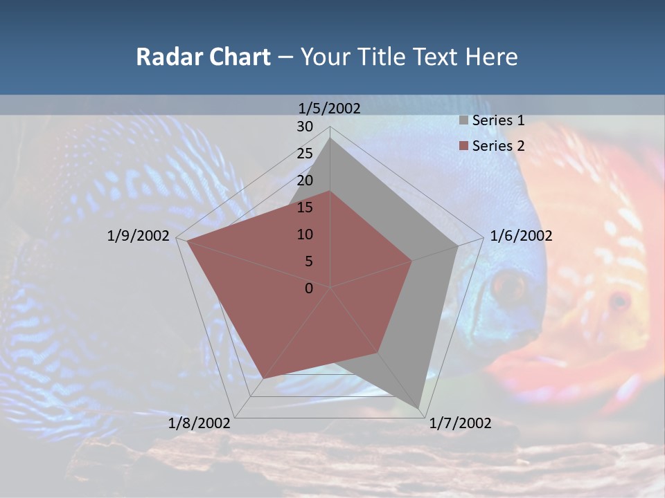 Colorful Fish From The Spieces Symphysodon Discus PowerPoint Template