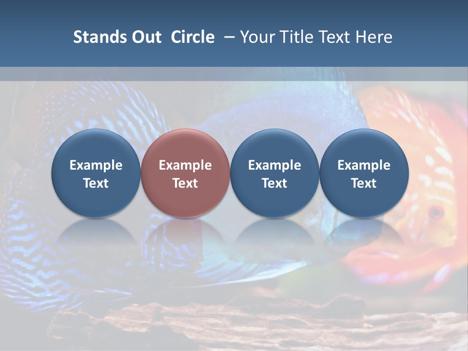 Colorful Fish From The Spieces Symphysodon Discus PowerPoint Template