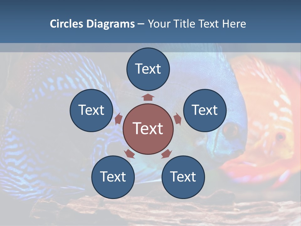 Colorful Fish From The Spieces Symphysodon Discus PowerPoint Template