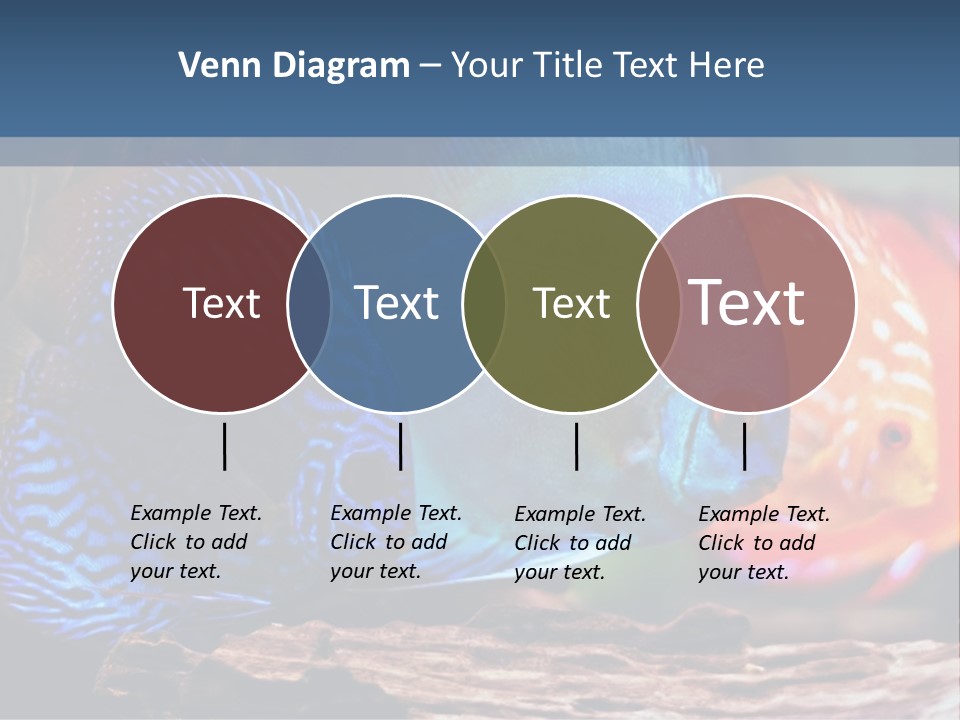 Colorful Fish From The Spieces Symphysodon Discus PowerPoint Template