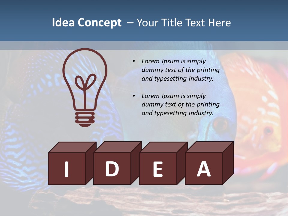 Colorful Fish From The Spieces Symphysodon Discus PowerPoint Template