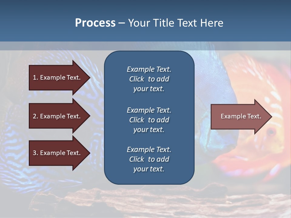 Colorful Fish From The Spieces Symphysodon Discus PowerPoint Template