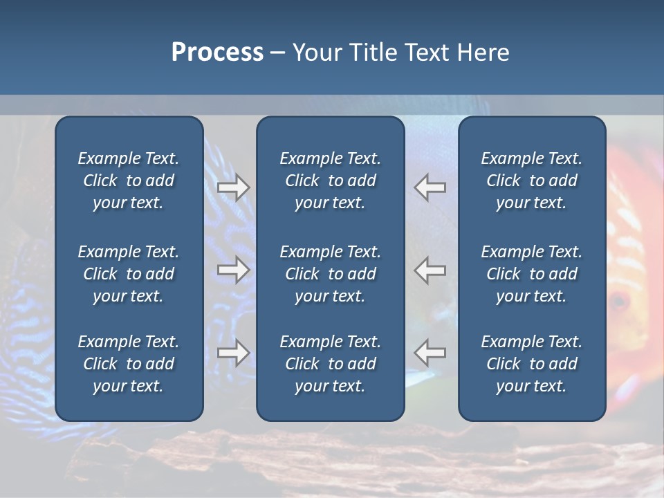 Colorful Fish From The Spieces Symphysodon Discus PowerPoint Template