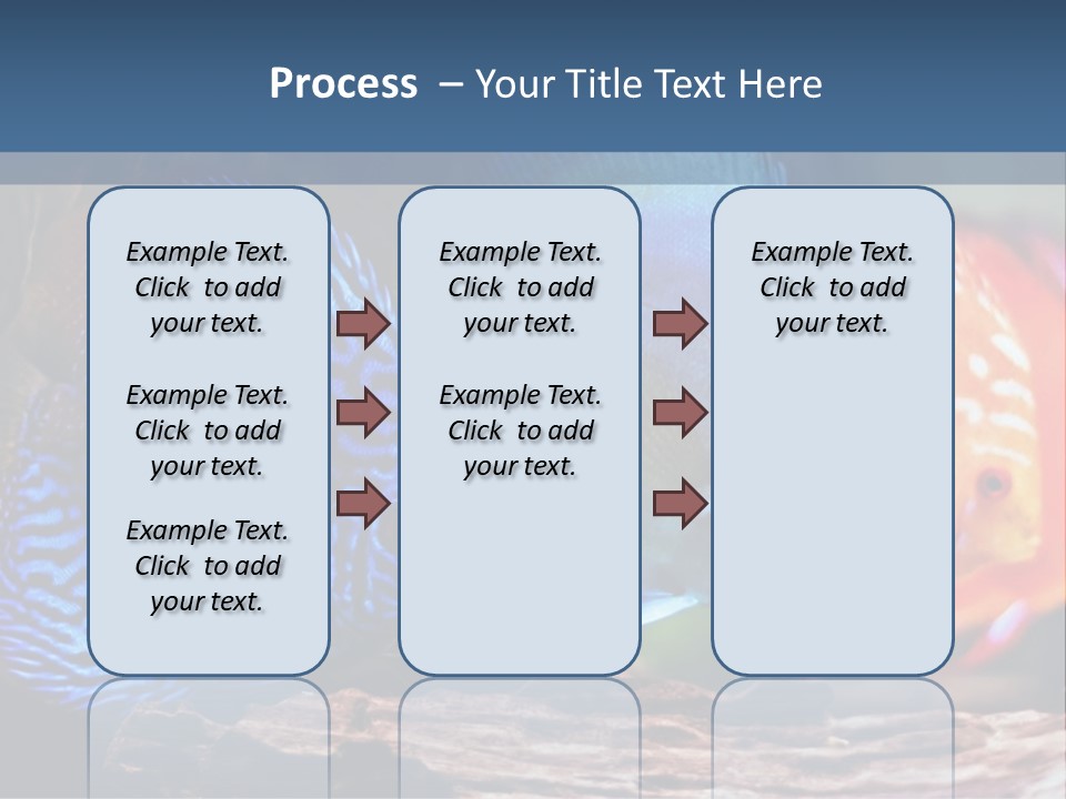 Colorful Fish From The Spieces Symphysodon Discus PowerPoint Template