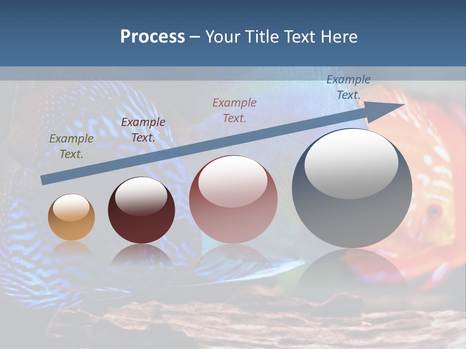 Colorful Fish From The Spieces Symphysodon Discus PowerPoint Template