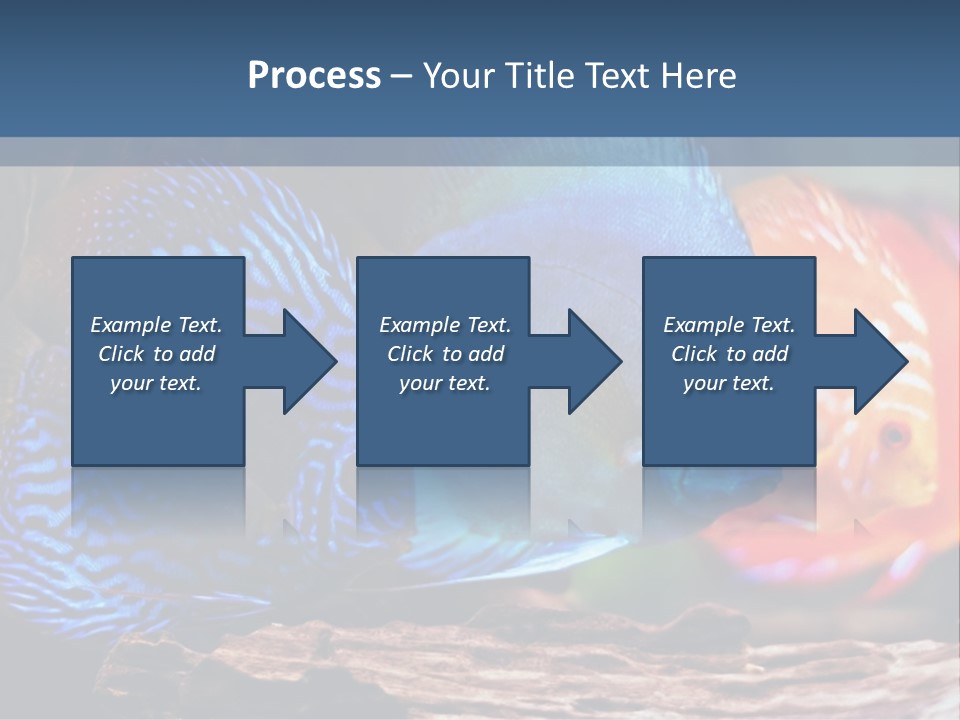 Colorful Fish From The Spieces Symphysodon Discus PowerPoint Template