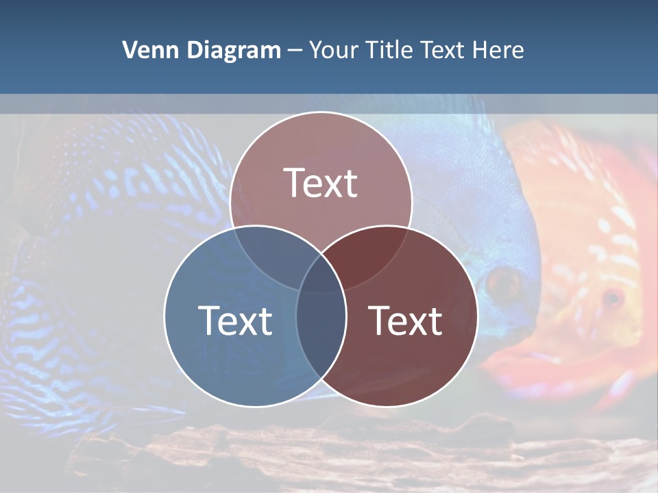 Colorful Fish From The Spieces Symphysodon Discus PowerPoint Template