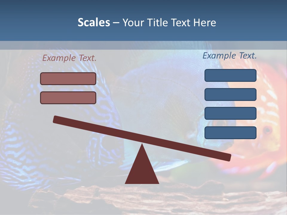 Colorful Fish From The Spieces Symphysodon Discus PowerPoint Template