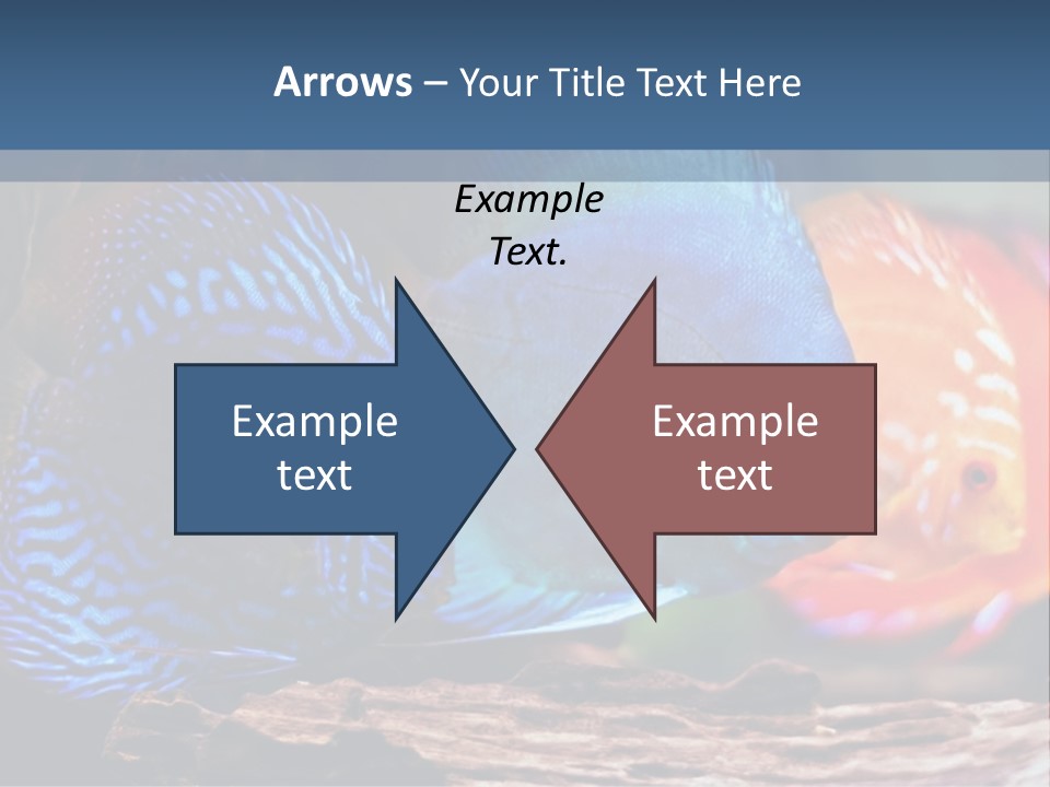 Colorful Fish From The Spieces Symphysodon Discus PowerPoint Template