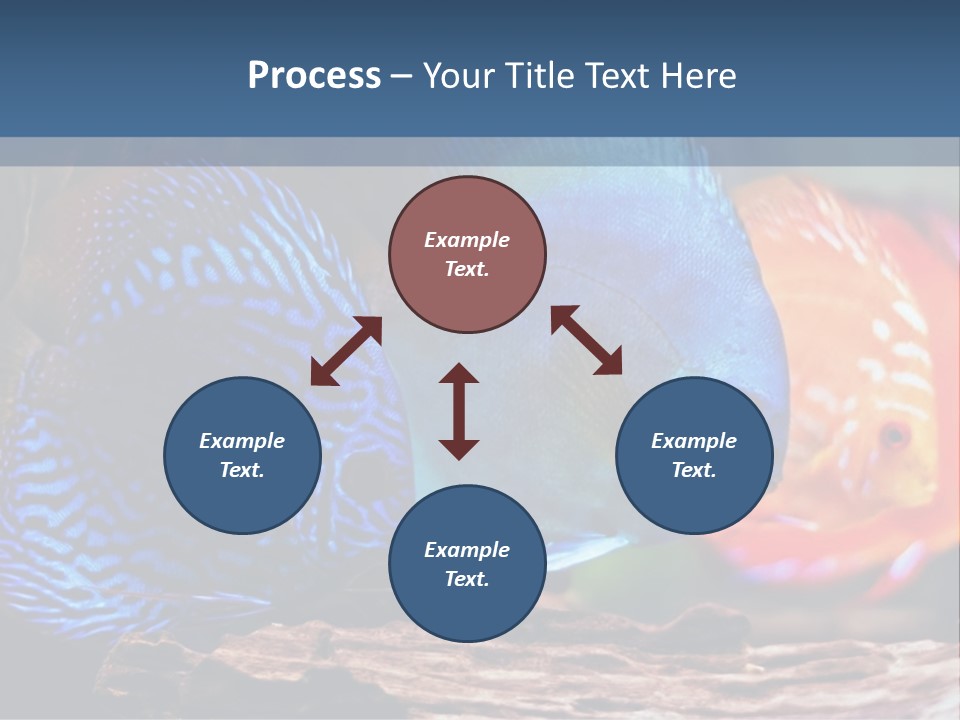 Colorful Fish From The Spieces Symphysodon Discus PowerPoint Template