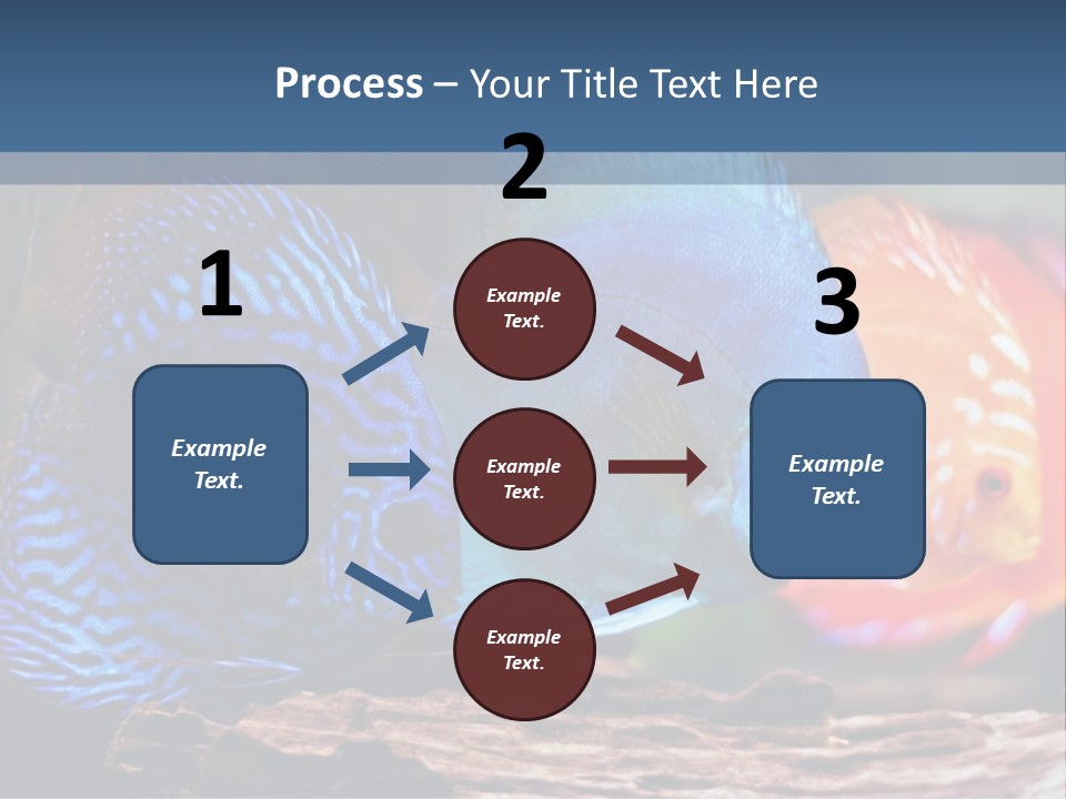 Colorful Fish From The Spieces Symphysodon Discus PowerPoint Template