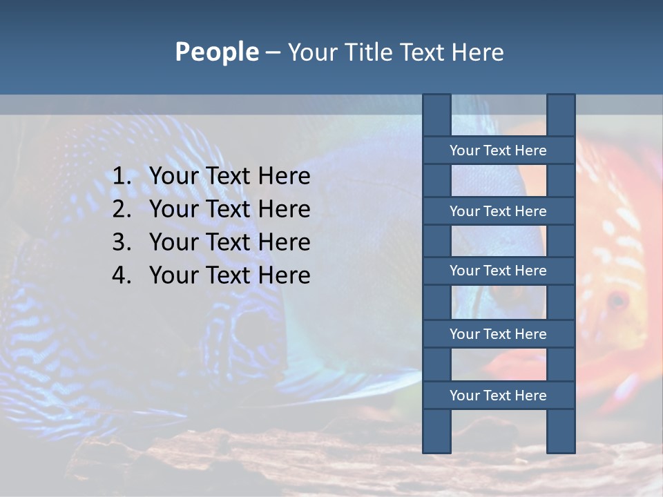 Colorful Fish From The Spieces Symphysodon Discus PowerPoint Template