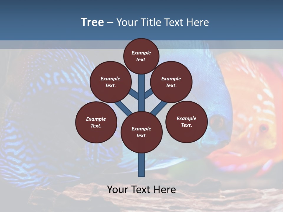 Colorful Fish From The Spieces Symphysodon Discus PowerPoint Template