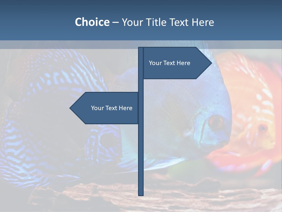 Colorful Fish From The Spieces Symphysodon Discus PowerPoint Template