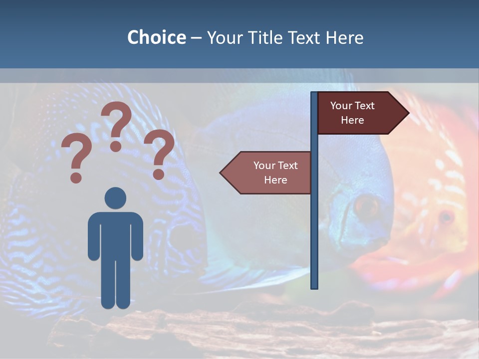 Colorful Fish From The Spieces Symphysodon Discus PowerPoint Template