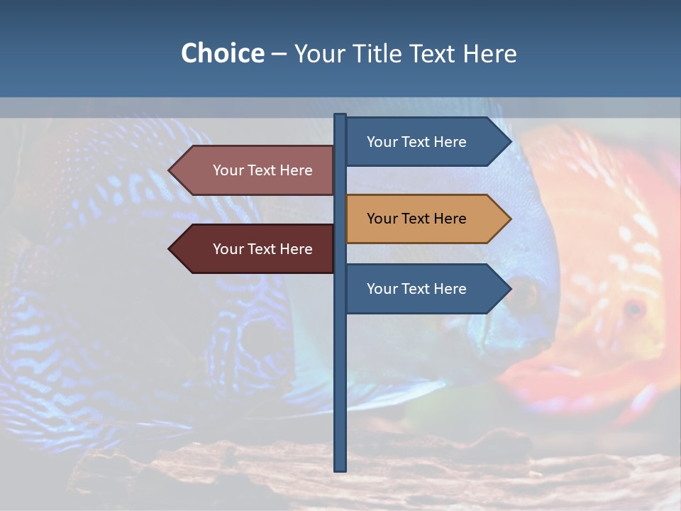 Colorful Fish From The Spieces Symphysodon Discus PowerPoint Template