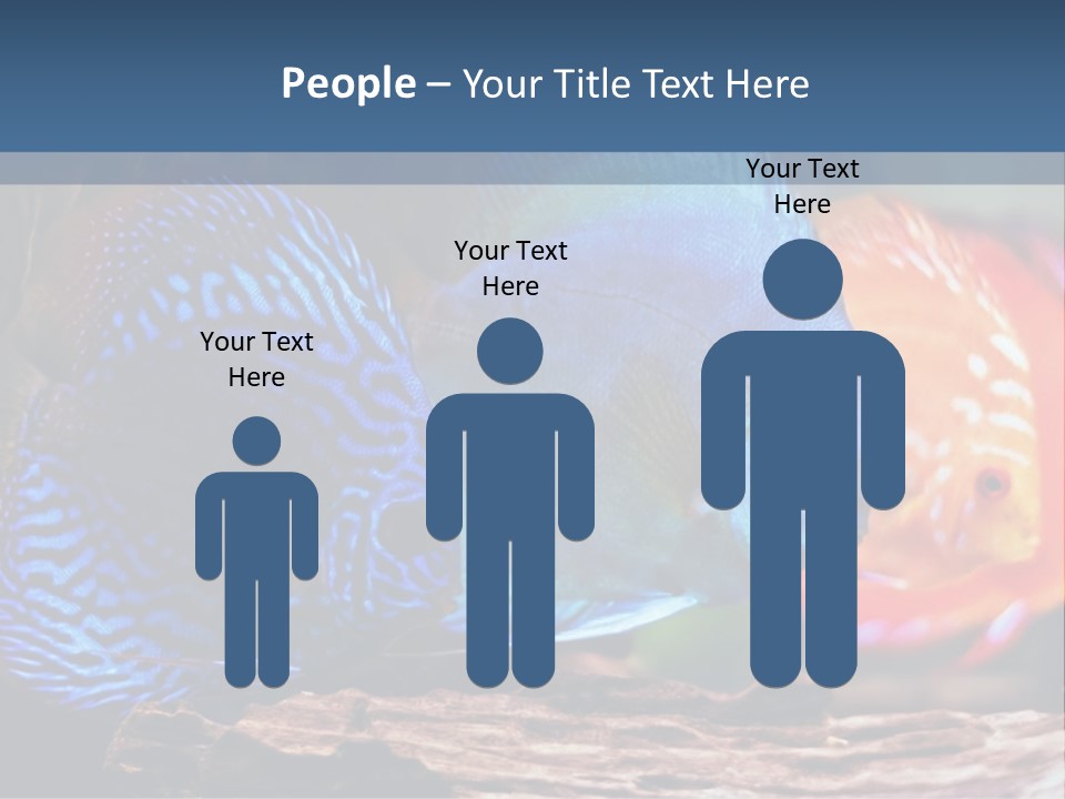 Colorful Fish From The Spieces Symphysodon Discus PowerPoint Template