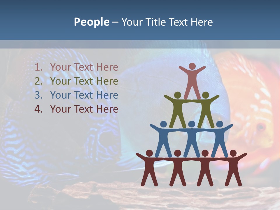 Colorful Fish From The Spieces Symphysodon Discus PowerPoint Template