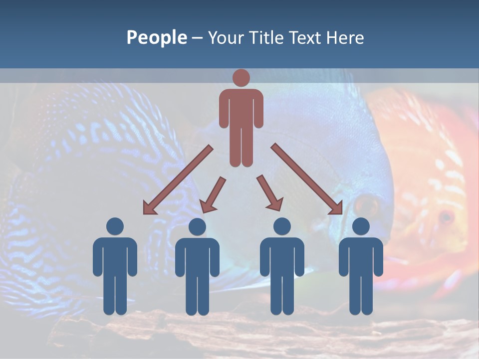 Colorful Fish From The Spieces Symphysodon Discus PowerPoint Template